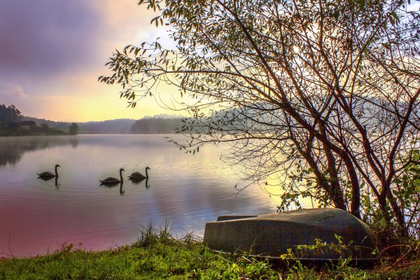 Swans by Dario Barukcic